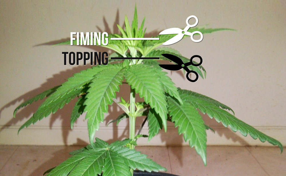 Cannabis Micro Growing How-To Guide