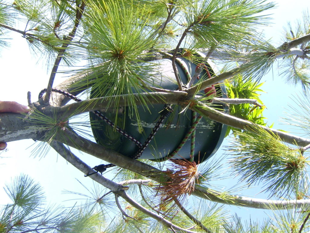 Cannabis in bomen