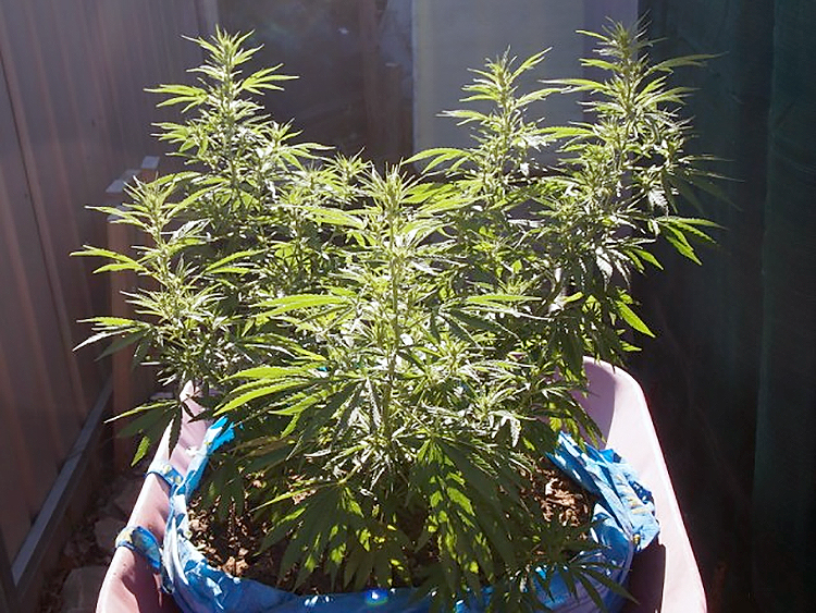 Kruiwagens vol cannabis