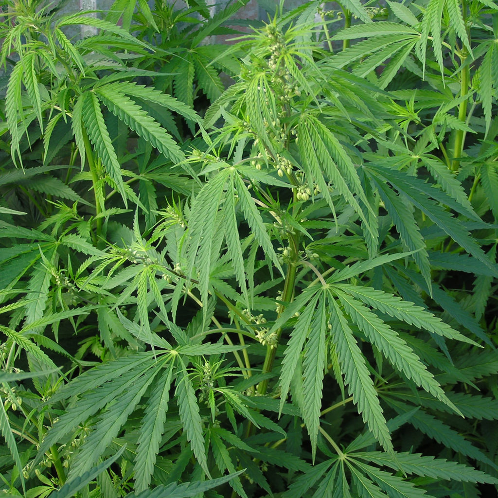 Situación Legal del Cannabis en Polonia – Un Resumen