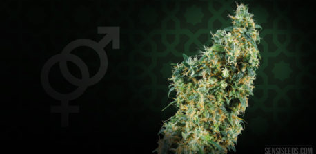 The gender symbols and a cannabis plant