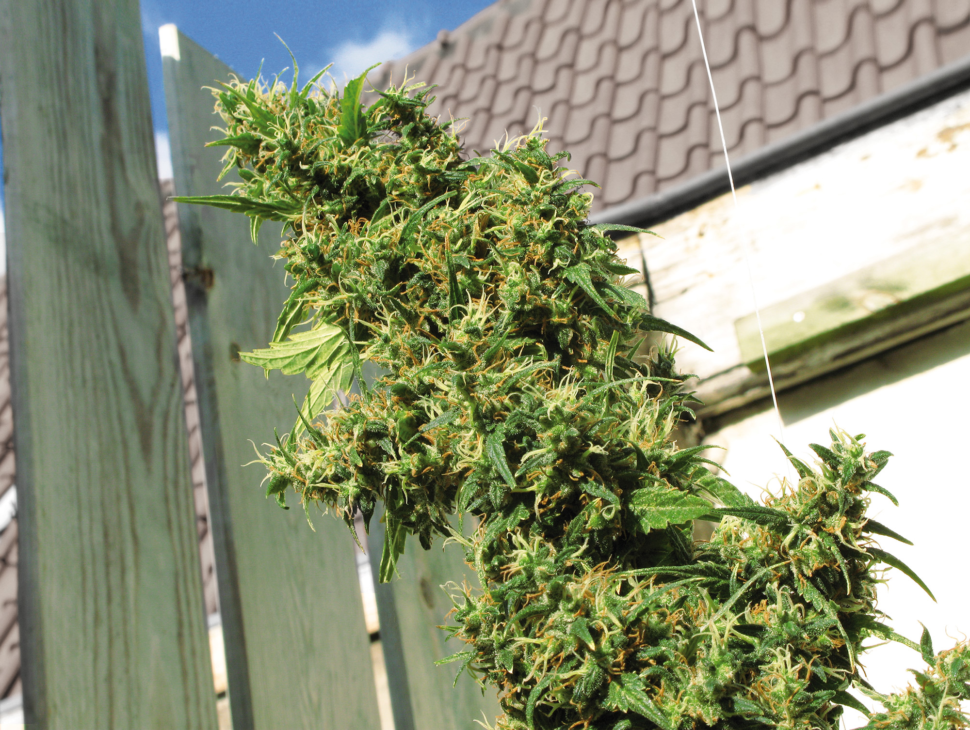 Jamaican Pearl, Sensi Seeds