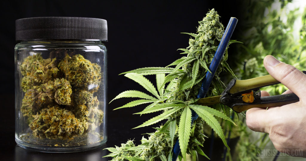 Cannabis Harvest a few basic steps for guaranteed success!