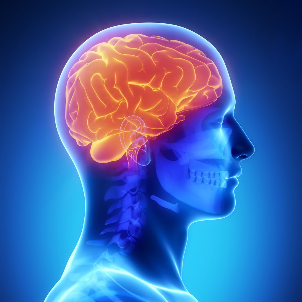 human-brain