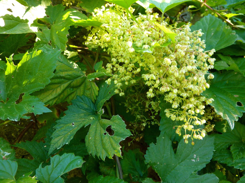 Las flores masculinas del cannabis y del lúpulo se parecen mucho (© allispossible.org.uk)