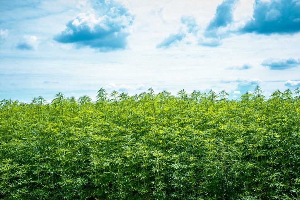 Hanfbier - Sensi Seeds