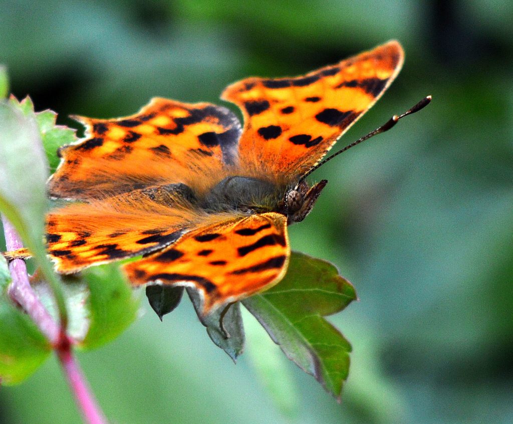 Un papillon rouge et noir sur la haie