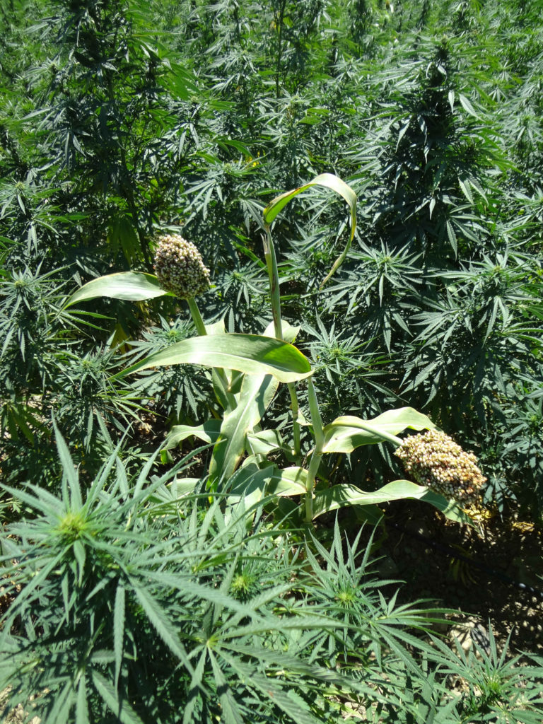 Plantes de cannabis et de sorgho poussant à l'extérieur