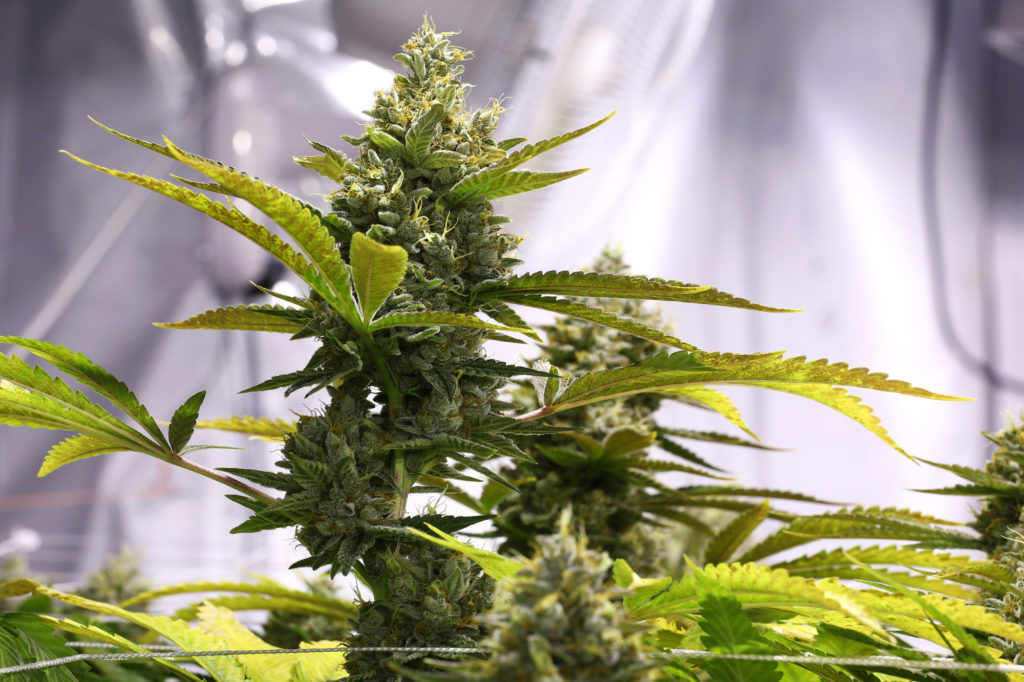 Monta la mejor instalación básica de cultivo de interior - Sensi Seeds Blog