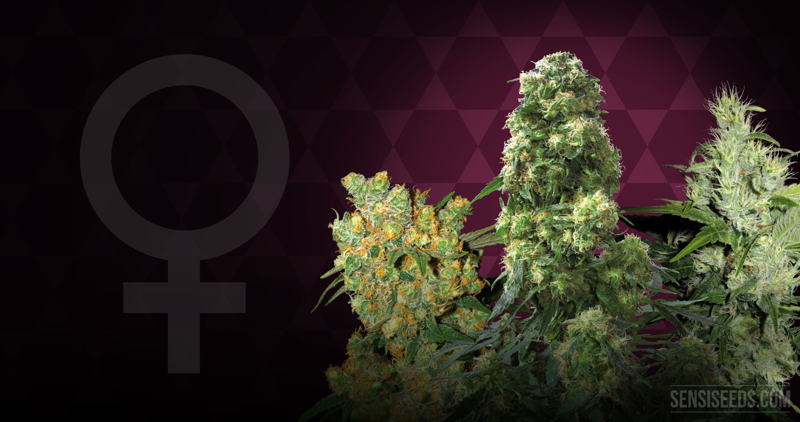 Cannabis Strain Focus SPECIAL: Feminized Mix From Sensi Seeds - Sensi Seeds