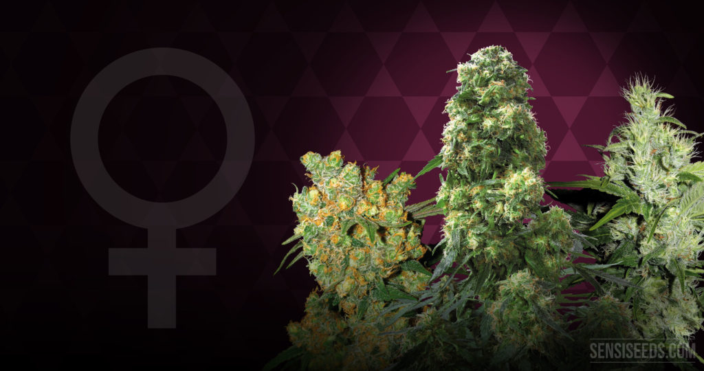 growing-strain-focus-feminized-mix-4k