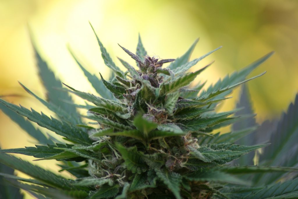Auch in Ozeanien geht es vorwärts: Cannabis in Neuseeland Teil II - Sensi Seeds Blog