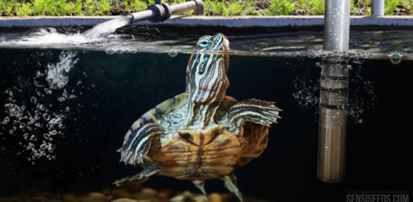 Una tortuga deslizante de tortuga de orejas rojas en un tanque de agua