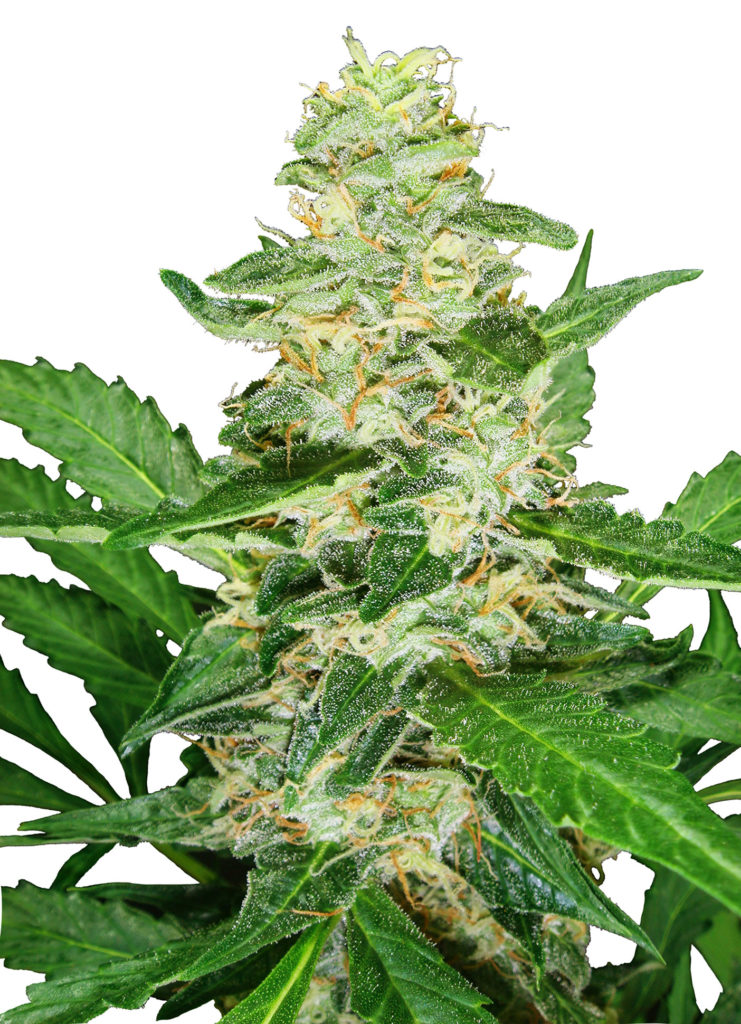 Skunk #1 Automatic de Sensi Seeds