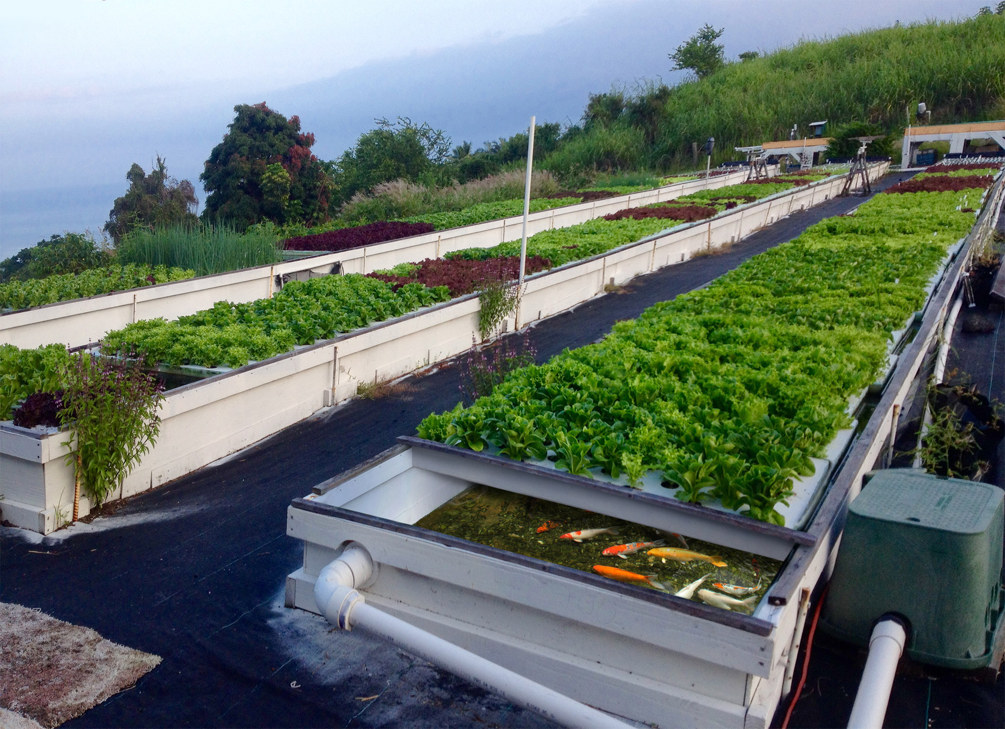 Everything You Need To Know About Aquaponics Sensi Seeds Everything You Need To Know About Aquaponics Sensi Seeds