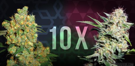 Zwei Cannabisblüten vor dem dunklen Hintergrund