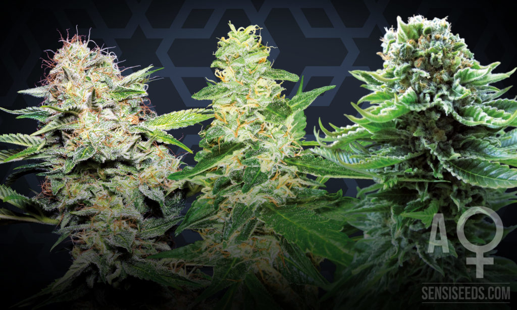 De drie beste zelfbloeiende cannabissoorten voor binnenteelt