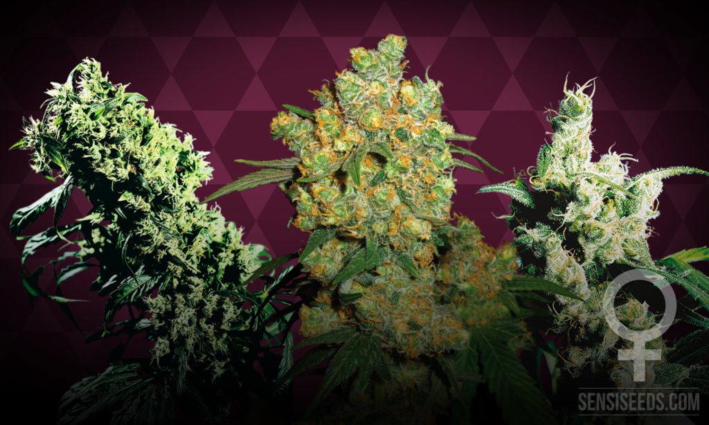 De drie beste gefeminiseerde cannabissoorten voor binnenteelt