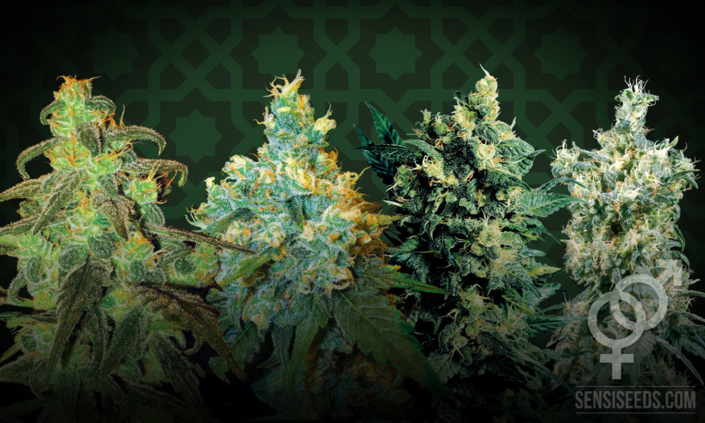 De vier beste ‘gewone’ cannabissoorten voor binnenteelt