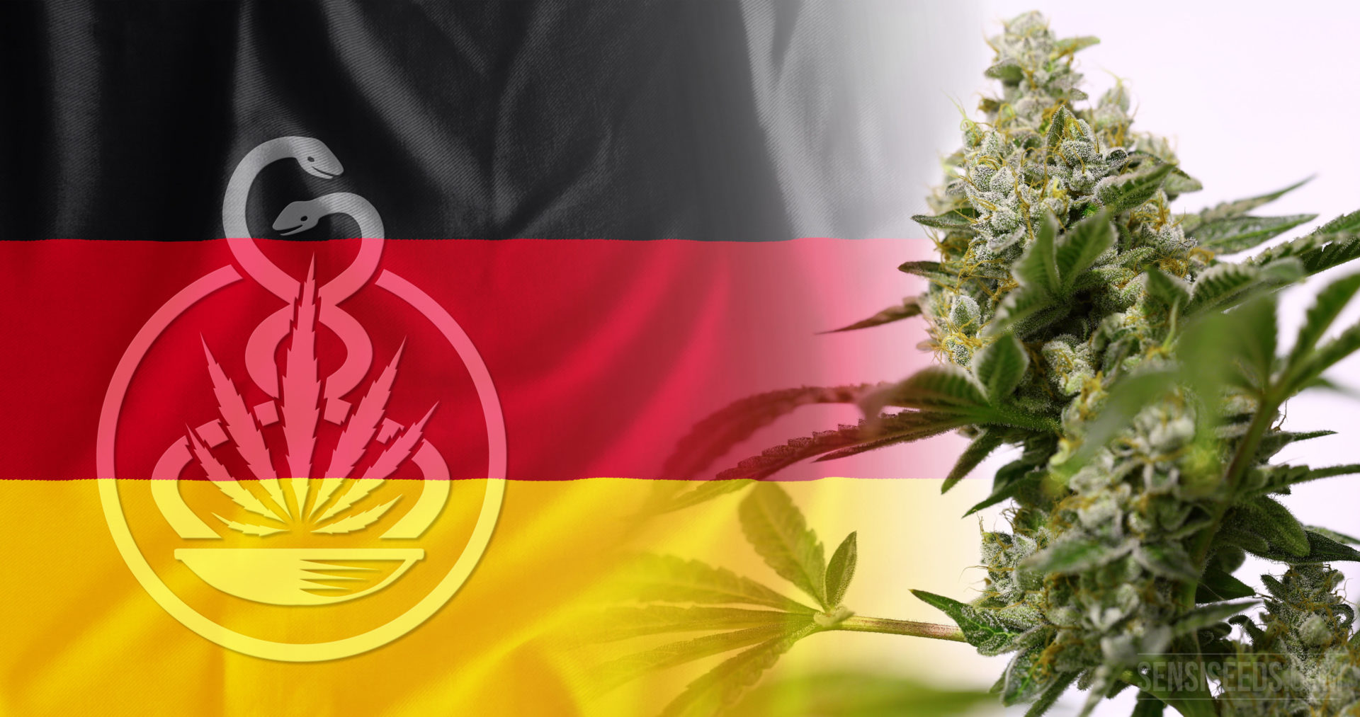 Germany: First Legal Cannabis Plants For Medicinal Purpose Harvested