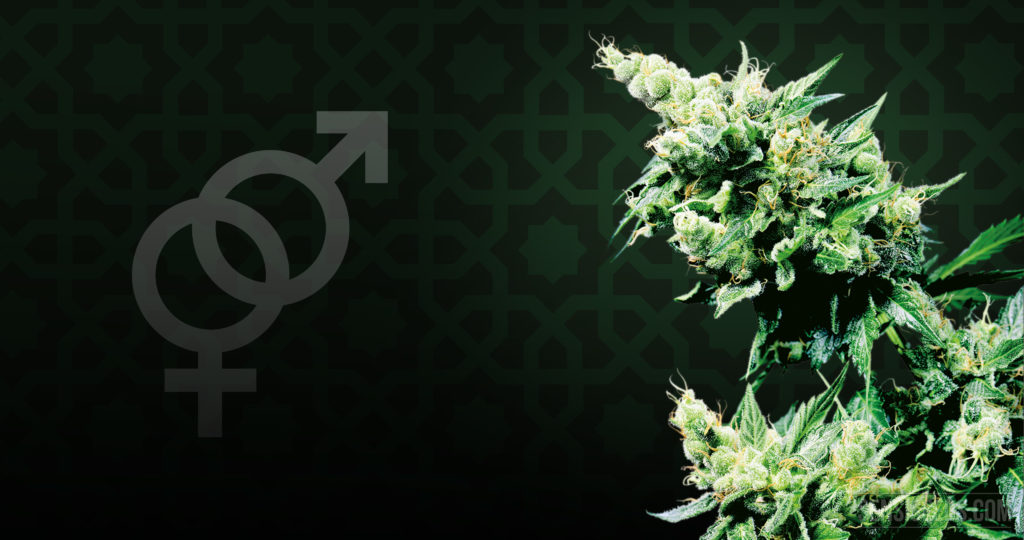 Foco en la variedad de cannabis - Hash Plant de Sensi Seeds