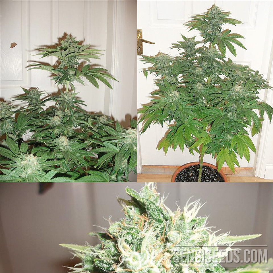 Cannabis Strain Focus: Hash Plant from Sensi Seeds