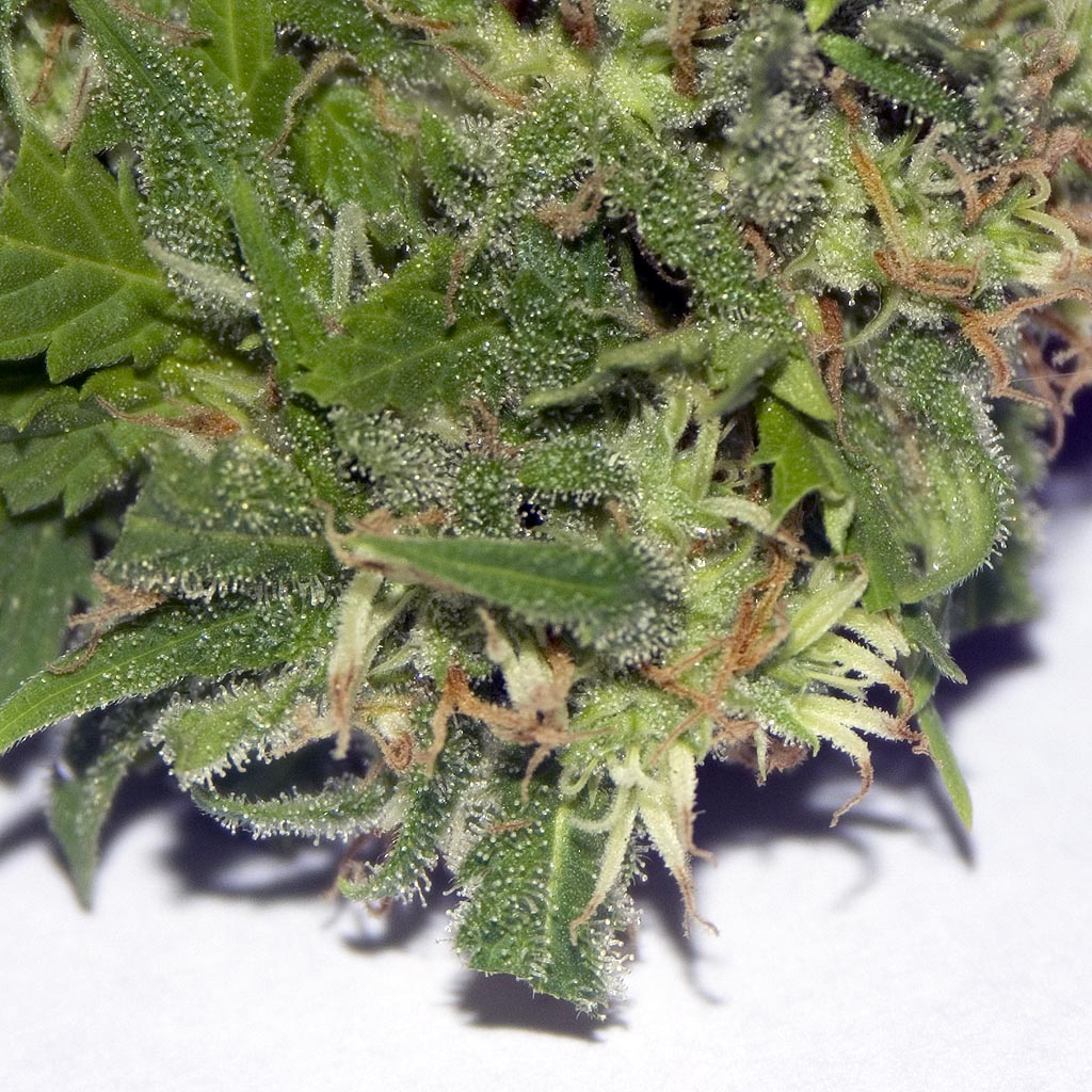 Viele Studien zeigen, dass Cannabis dazu beitragen könnte, Knochenverletzungen zu behandeln und Knochenkrankheiten vorzubeugen (CC. Miguel Vicente Martínez Juan)