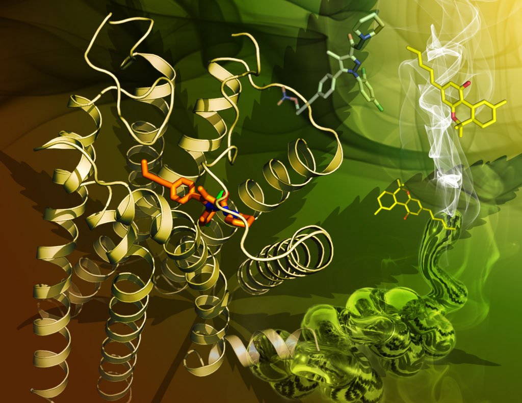 Auf diesem Bild von NIH sehen wir die Molekülstruktur des primären Cannabinoid-Rezeptors CB1 (CC. NIH Image Gallery)