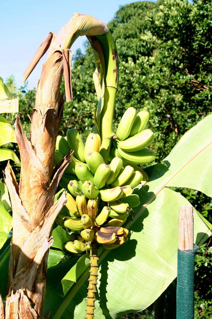 De Panamaziekte vernietigde bananenoogsten in de jaren vijftig (© Scot Nelson)