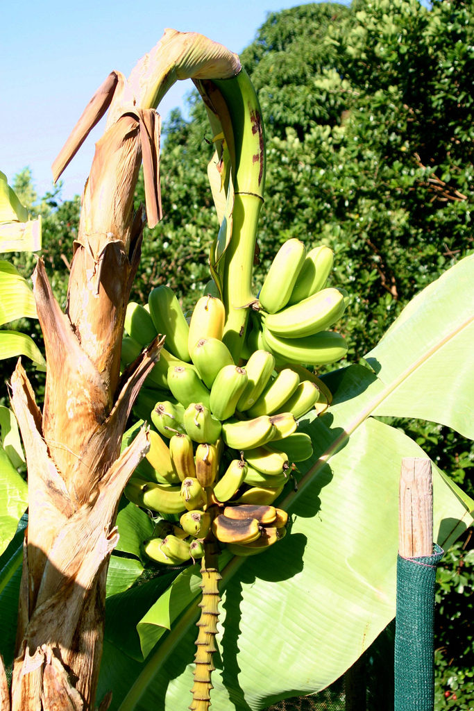 Panama disease wiped out banana crops in the 1950s (© Scot Nelson)