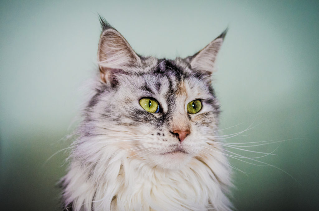 The beautiful Maine Coon is a landrace cat breed (© Nicholas Erwin)