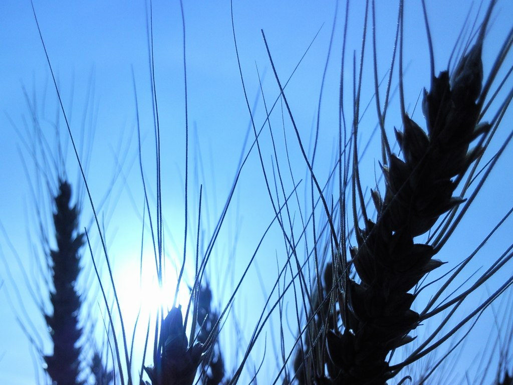 This Nordic Wheat is a landrace variety (© Dag Endresen)