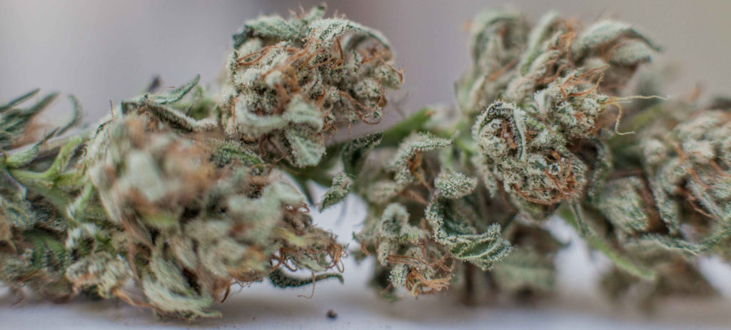 Italie : Cannabis médical cultivé par l’armée et vendu en pharmacie - Sensi Seeds Blog