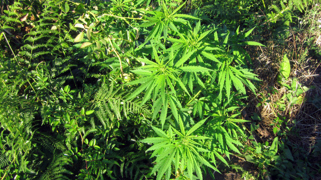 La planta de cannabis se lleva utilizando como medicina durante siglos