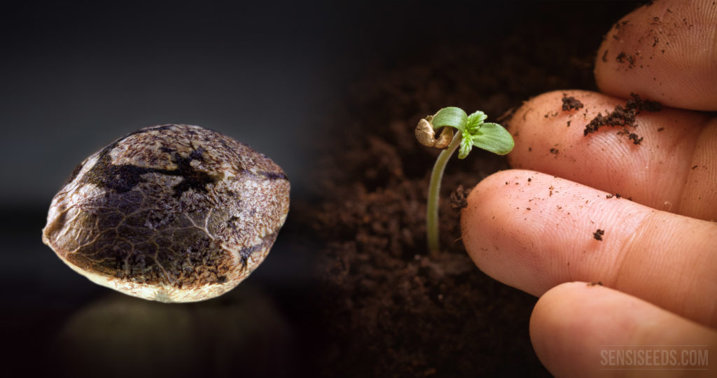 Seed Banks Battle To Preserve the World’s Plant Species