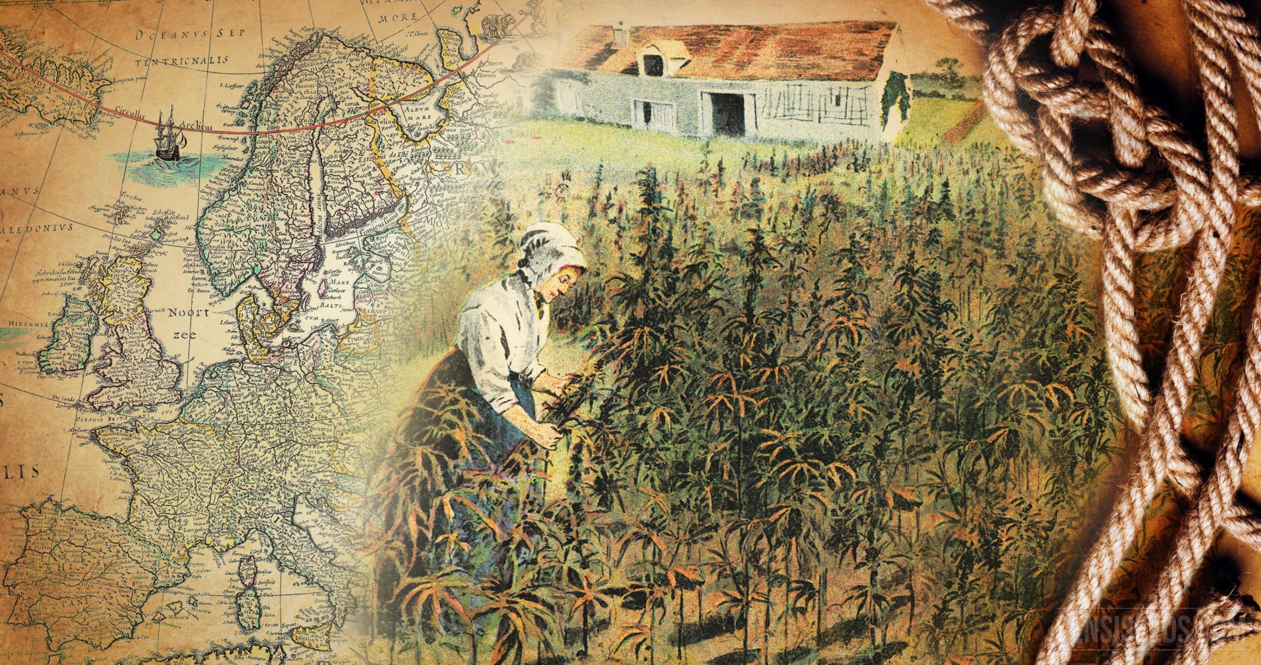 Die Historischen Hanfst dte Europas Sensi Seeds die-historischen-hanfst-dte-europas-sensi-seeds