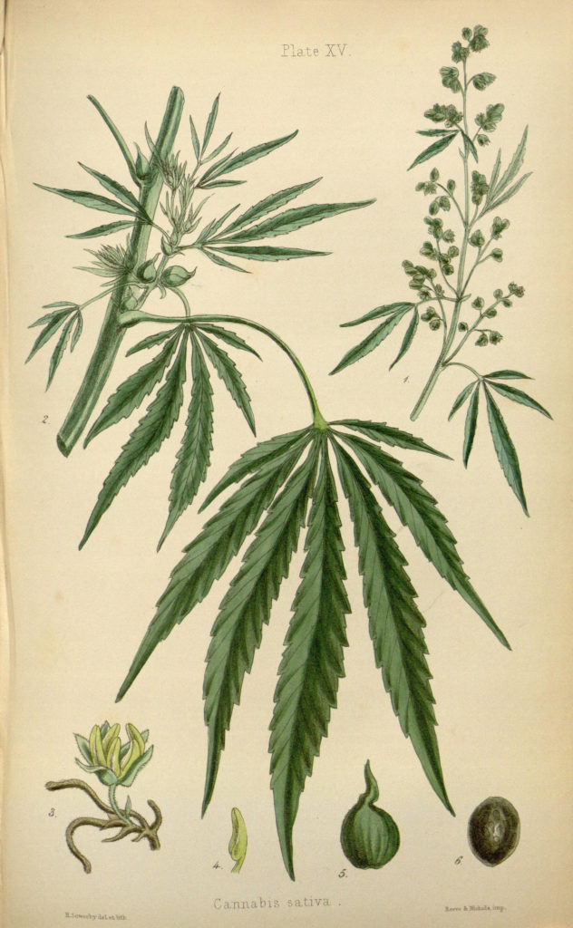 Großbritannien lässt CBD offiziell als Arzneimittel zu - Sensi Seeds Blog