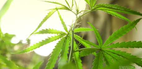 A cannabis plant with the white light in the background