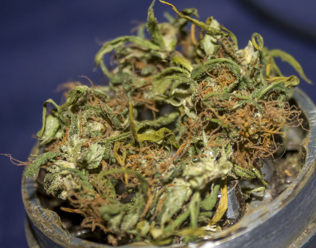 Se pide la regulación de un cultivo