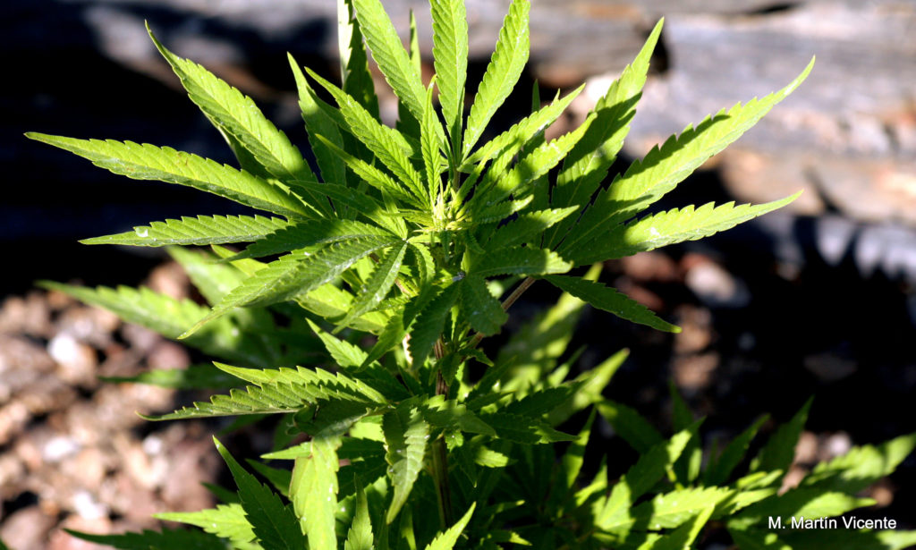 Unidos-Podemos Presenta PNL Para Regular Cannabis en España - Sensi Seeds Blog