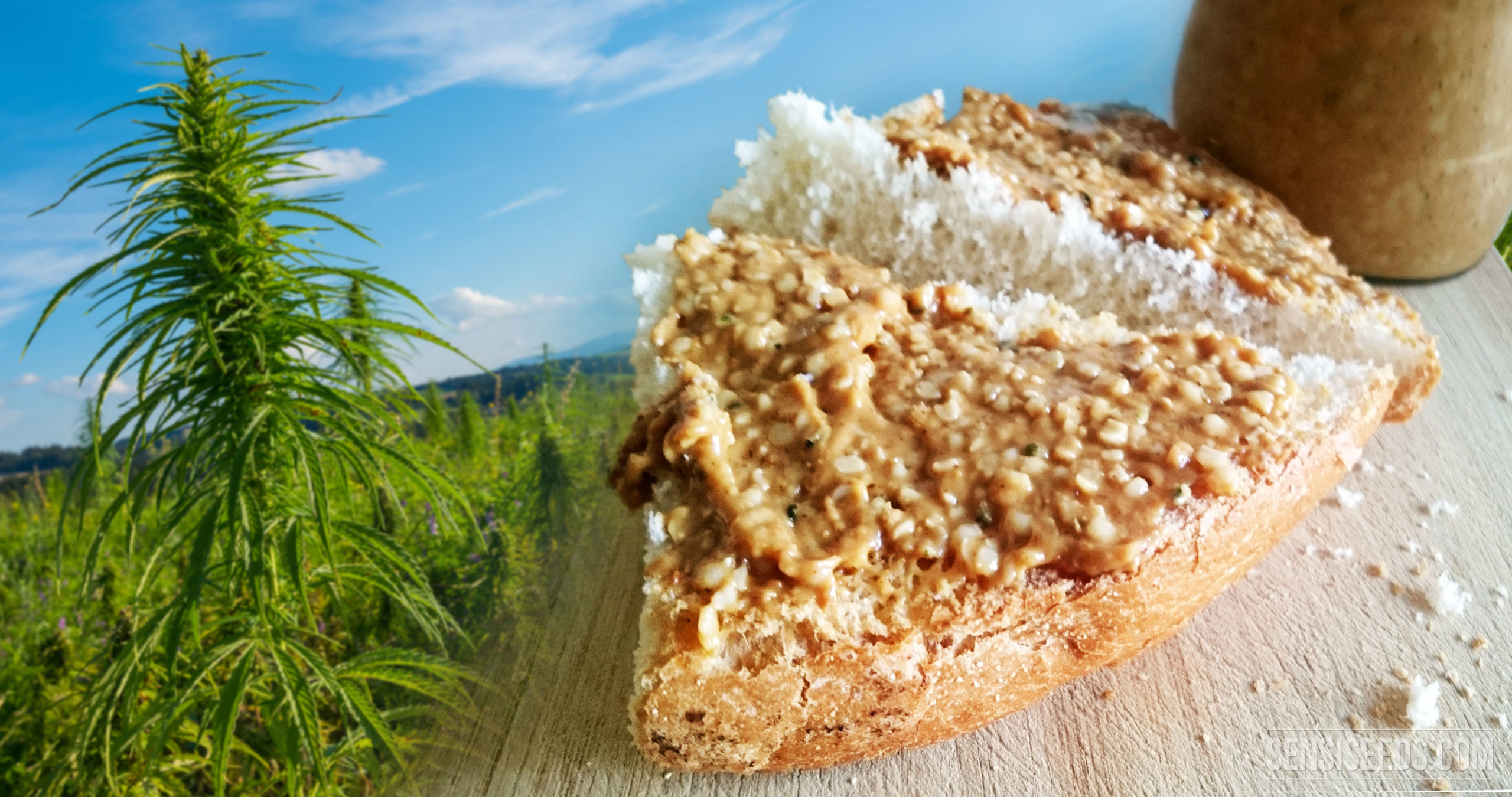 A slice of hemp peanut butter and a hemp field beside