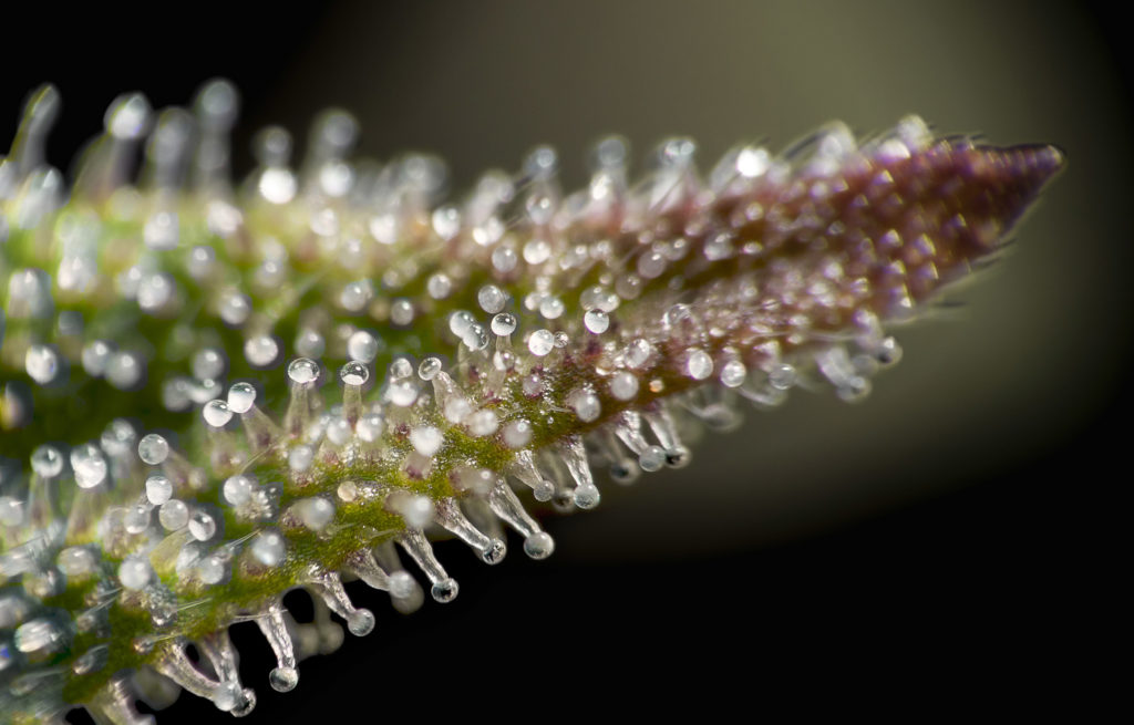 Mexikanischer Kongress genehmigt den Gebrauch von medizinischem Cannabis - Sensi Seeds Blog