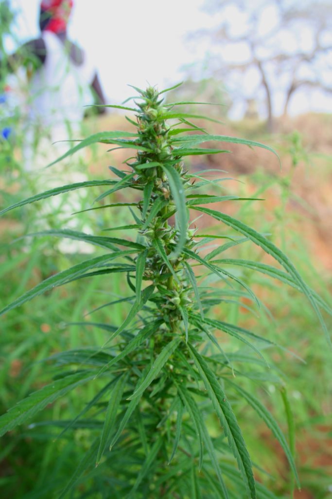 Wetenschappelijke basiskennis cannabinoïden: Wat is THCV? - Sensi Seeds Blog