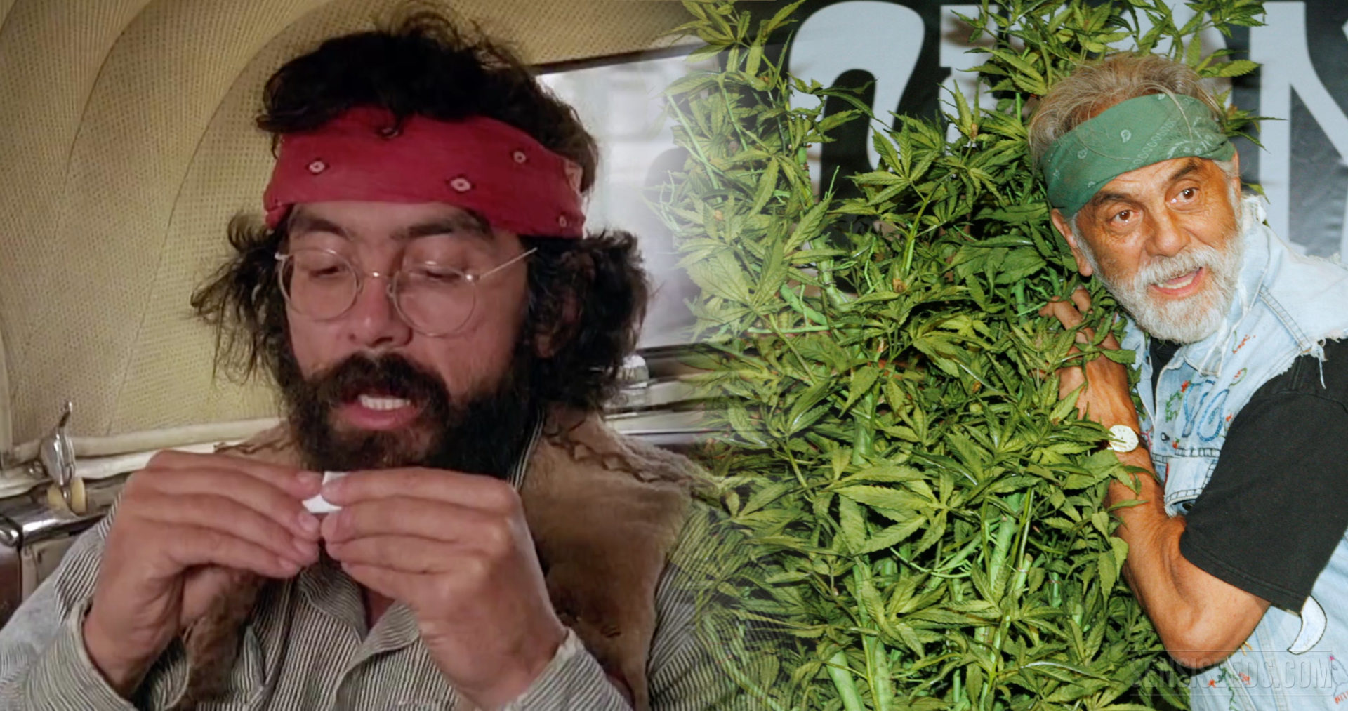 cannabis-celebrity-profile-tommy-chong