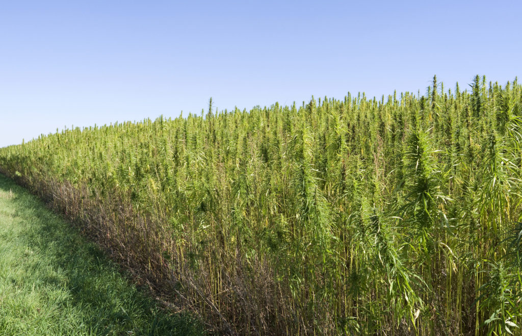 Een gezond leven met hennep! - Sensi Seeds Blog