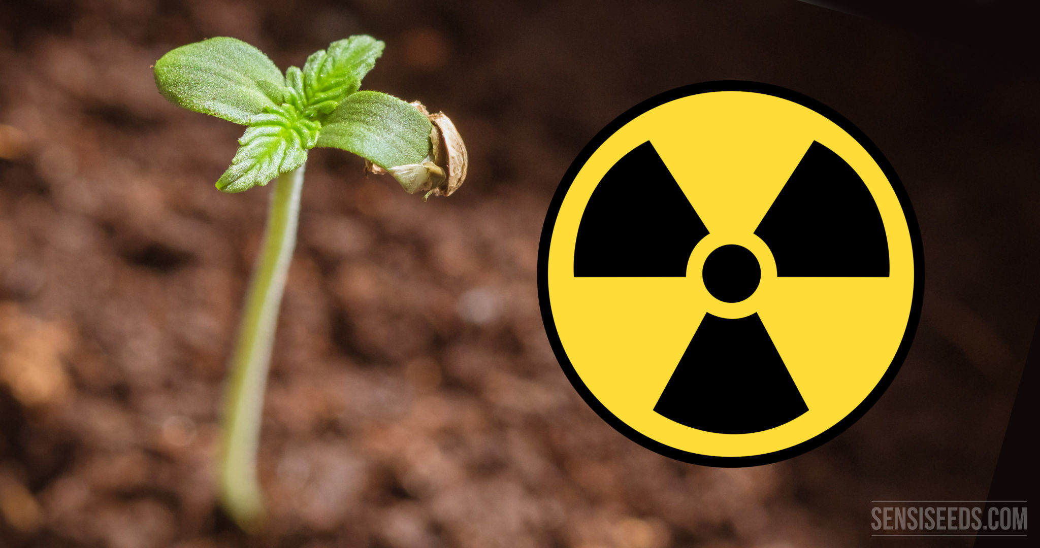 hemp-and-the-decontamination-of-radioactive-soil-sensi-seeds