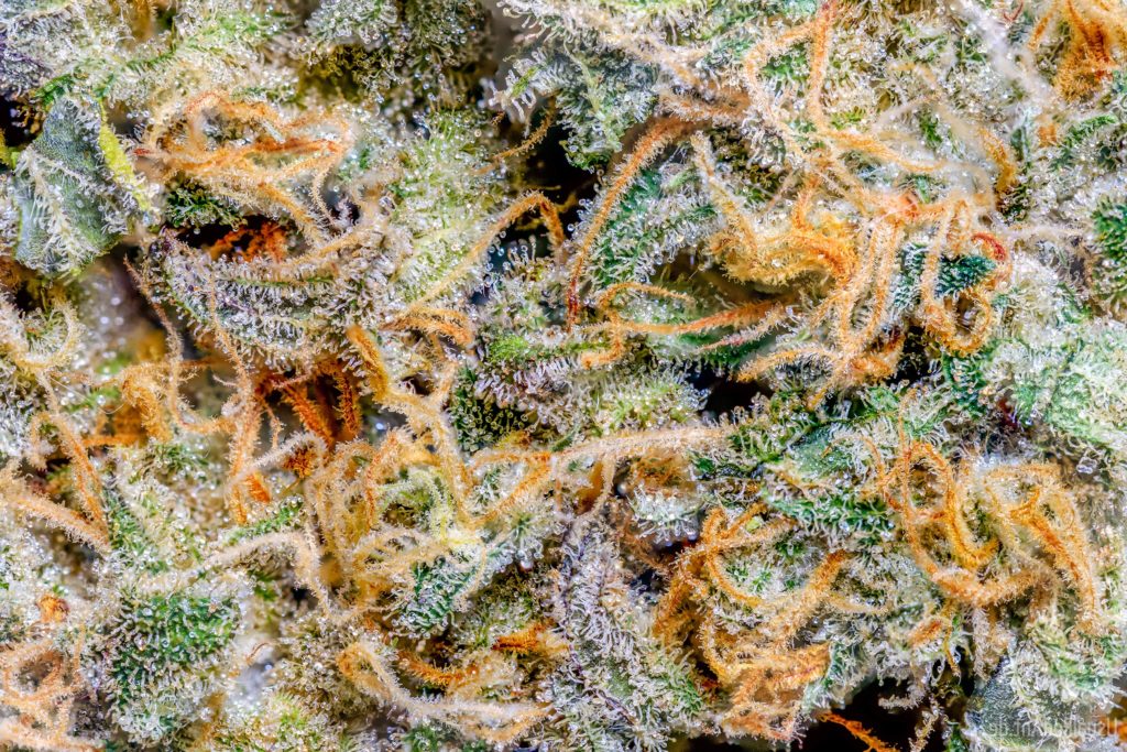 Nieuw onderzoek: THC heeft verjongend effect op de hersenen - Sensi Seeds Blog