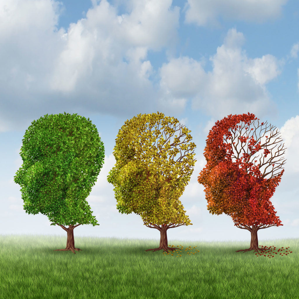Nuevo Estudio: El THC Tiene Efectos Rejuvenecedores en el Cerebro - Sensi Seeds Blog