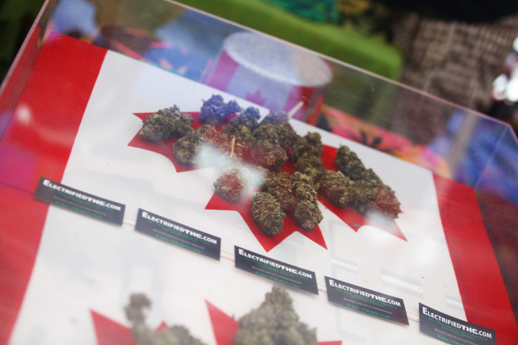 Foto de la bandera canadiense con cogollos de cannabis manicurados que cubren la hoja de arce, dentro de una vitrina