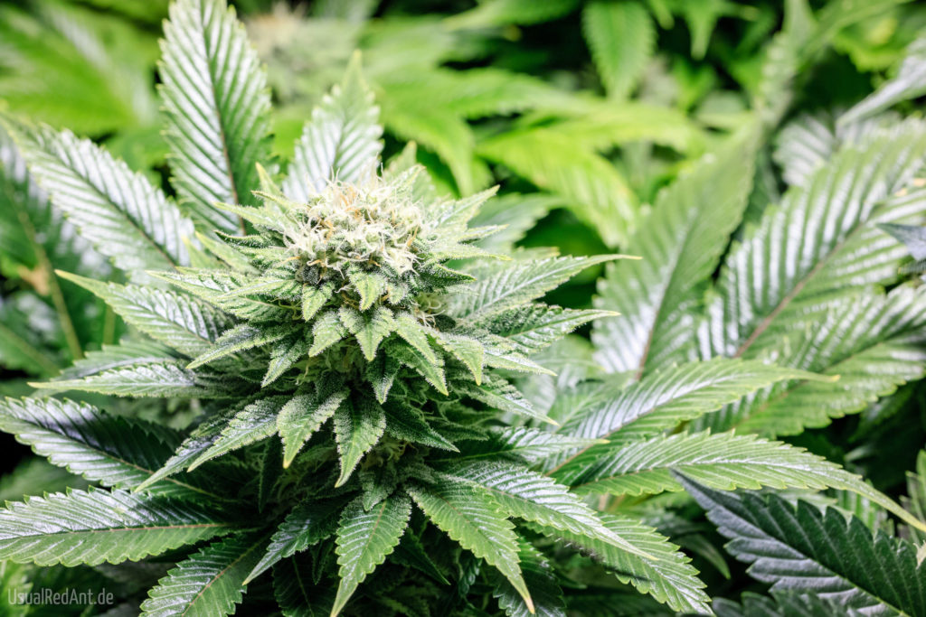 Cannabis: Una Causa Justa Que Une A Un Sacerdote y Un Rabino - Sensi Seeds
